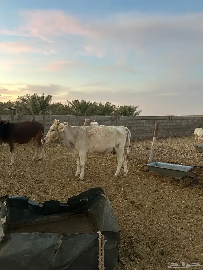 بقر خلفات للبيع 0