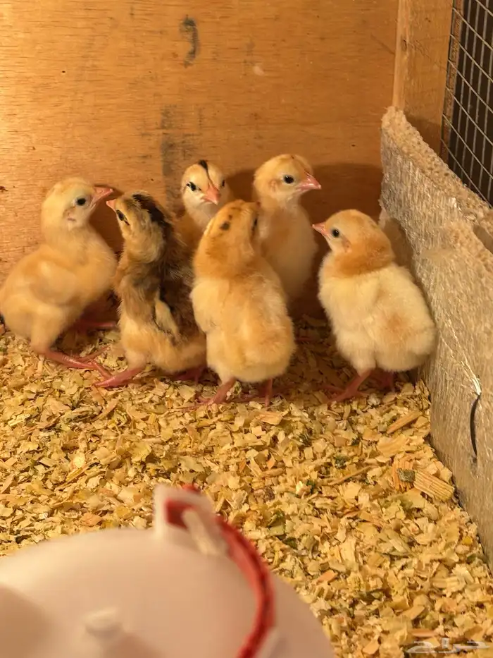 صوص بلدي فواتح 3