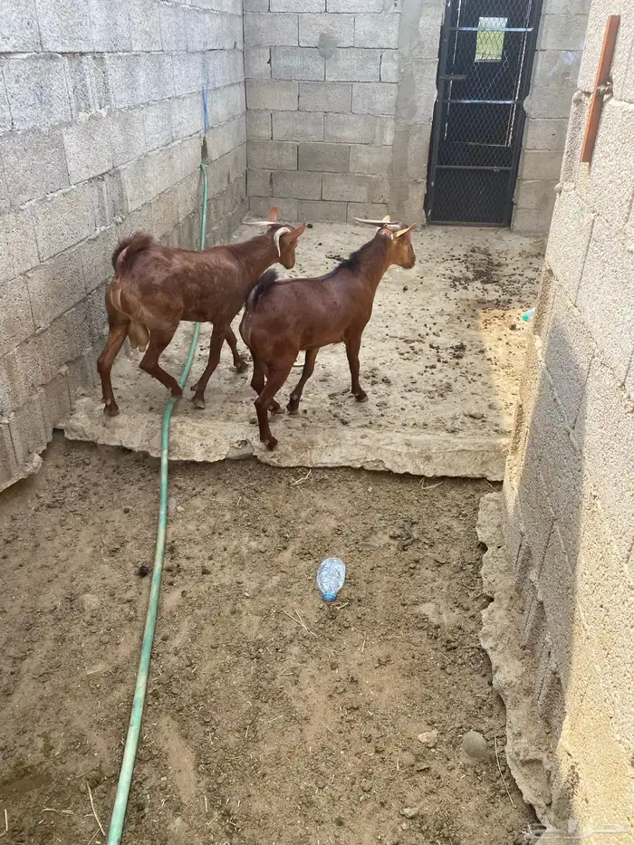 تيوس بلدي مرباه. جذعان 1