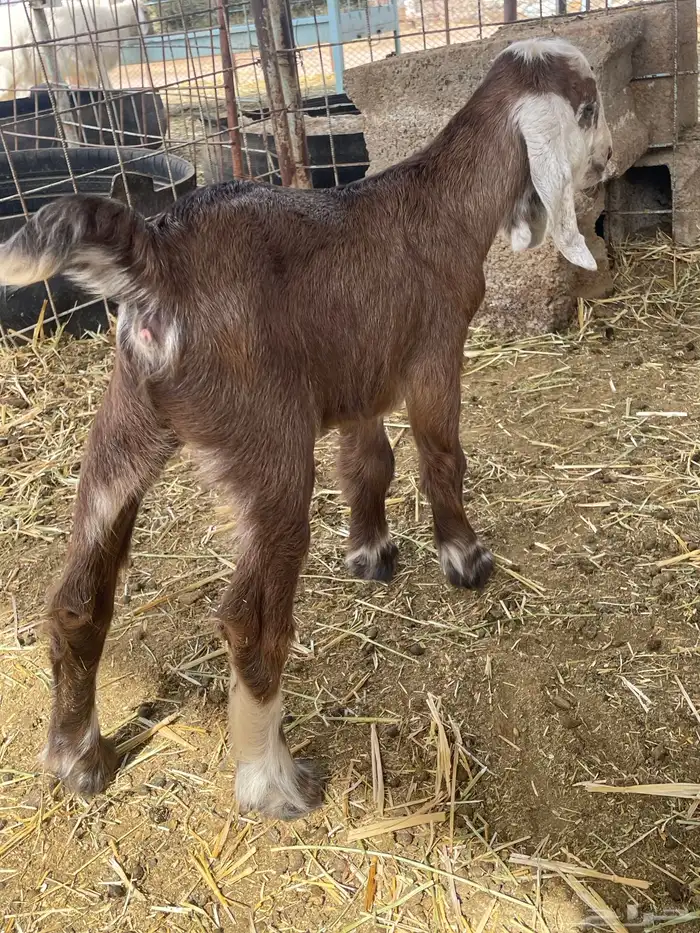 بهم حري بهم دواغير 42