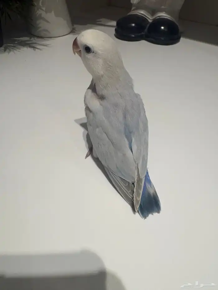 روز اليف جدا 4