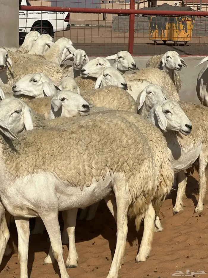 حريات صنف الصنف مراح متعوب عليه 24