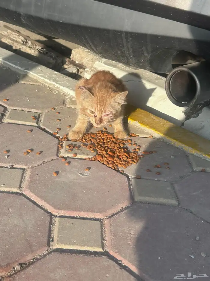 قطه تبني صغيره 1