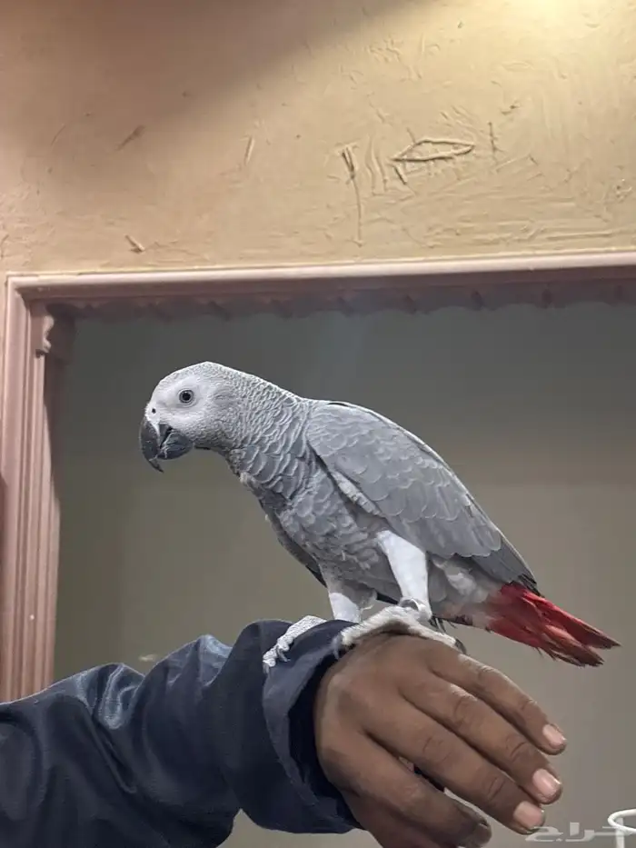 ببغاء كاسكو 2