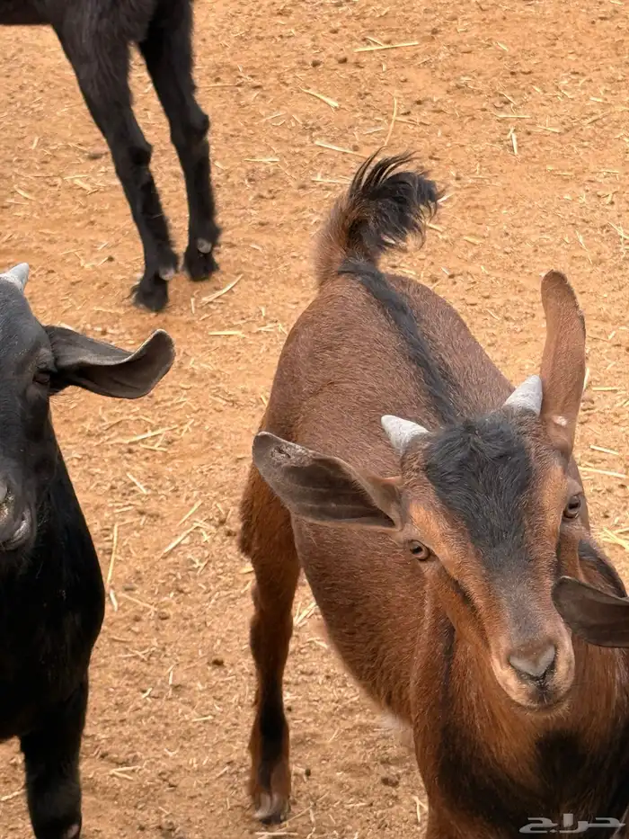 30 تيوس مخاصي وجفار 3