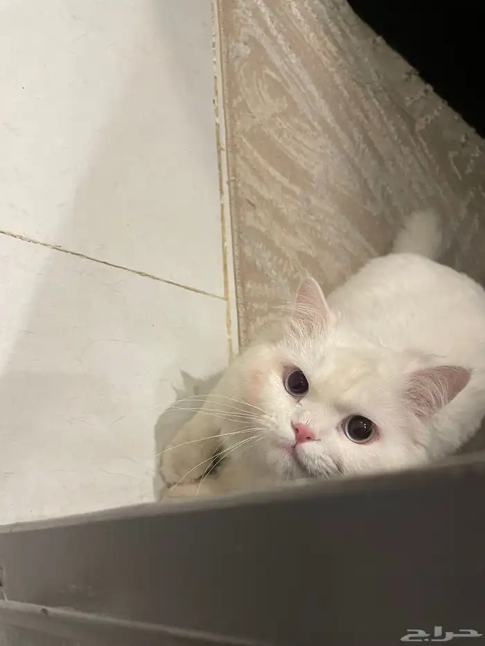 قط ذكر للتزاوج فقط 0