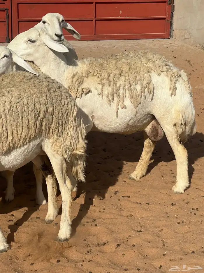 حريات صنف الصنف مراح متعوب عليه 22