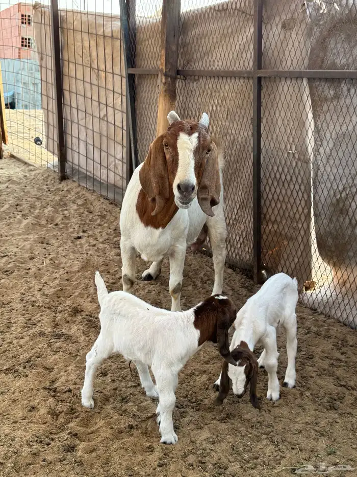 عنز بورقوت تحتها اثنين تيوس دم صافي 2