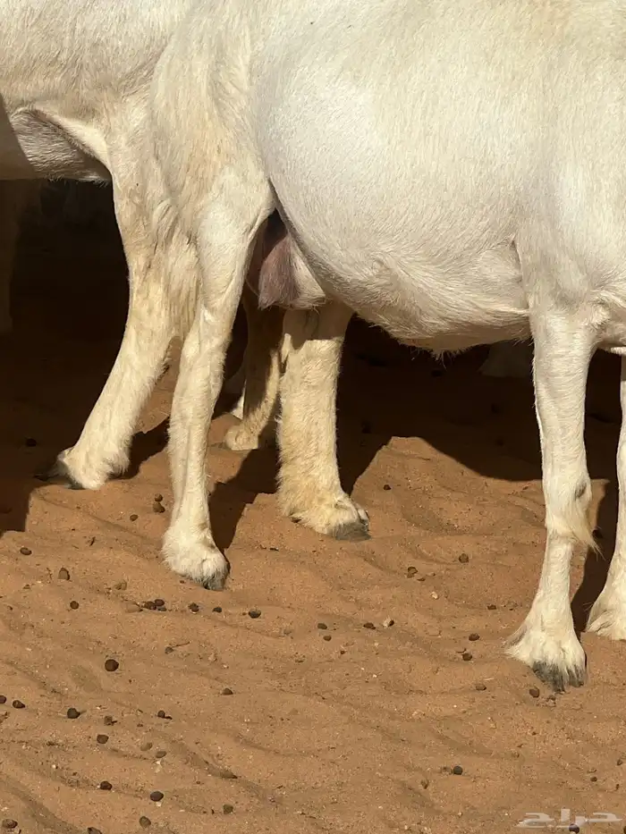 حريات صنف الصنف مراح متعوب عليه 26