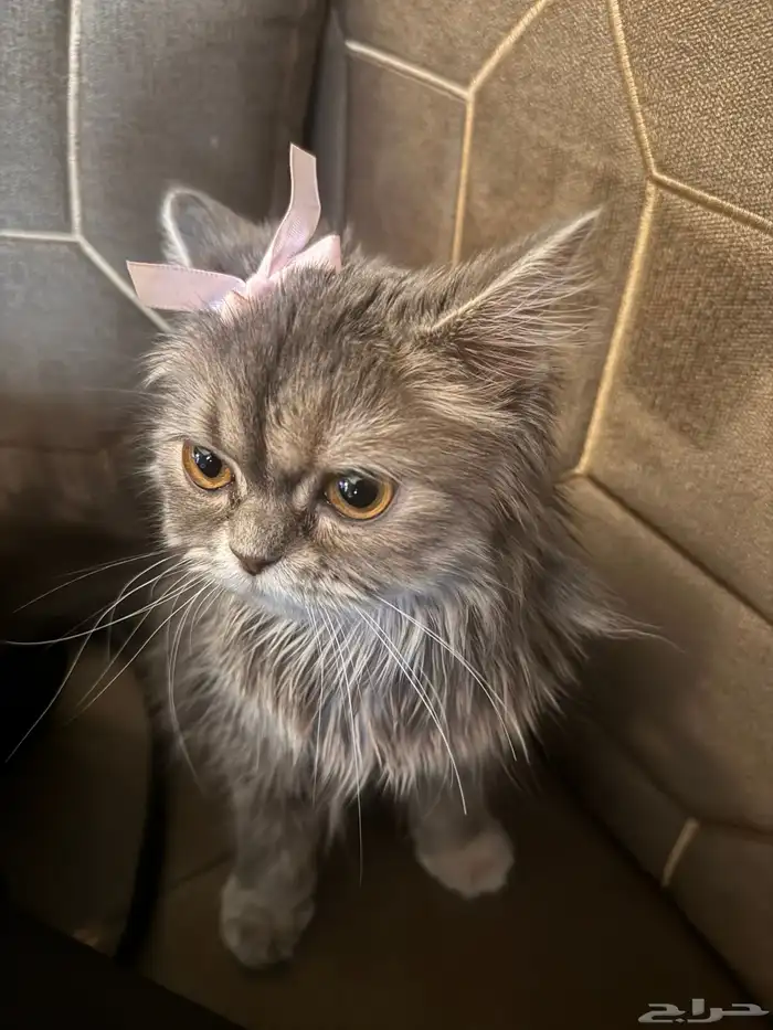 قطة شكوتش شيرازي 2