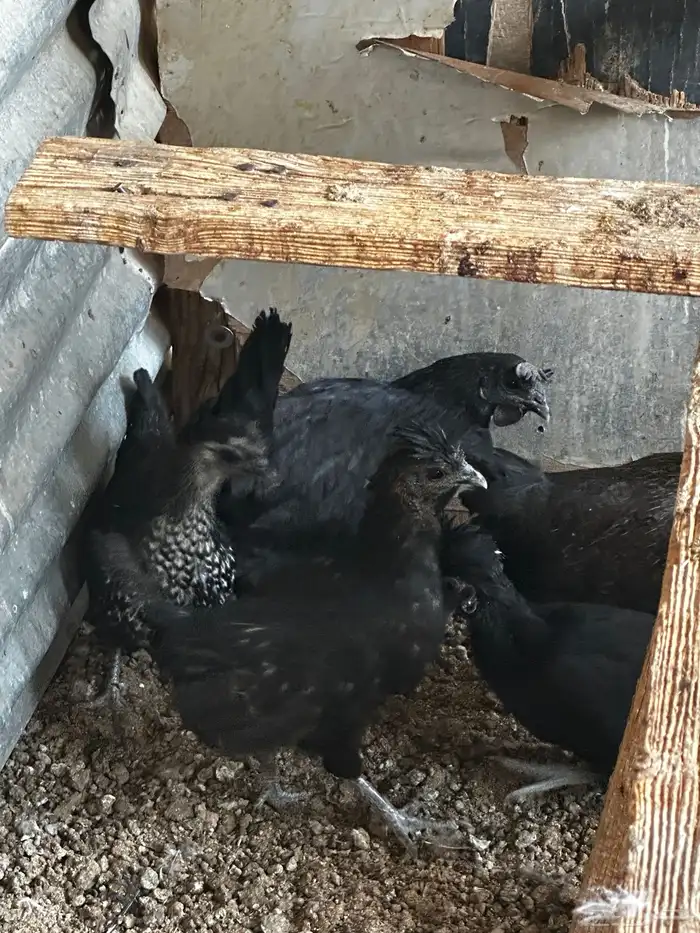 دجاج للبيع 2