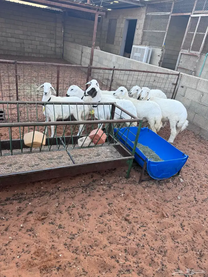 ذبايح حريات طيبات 1