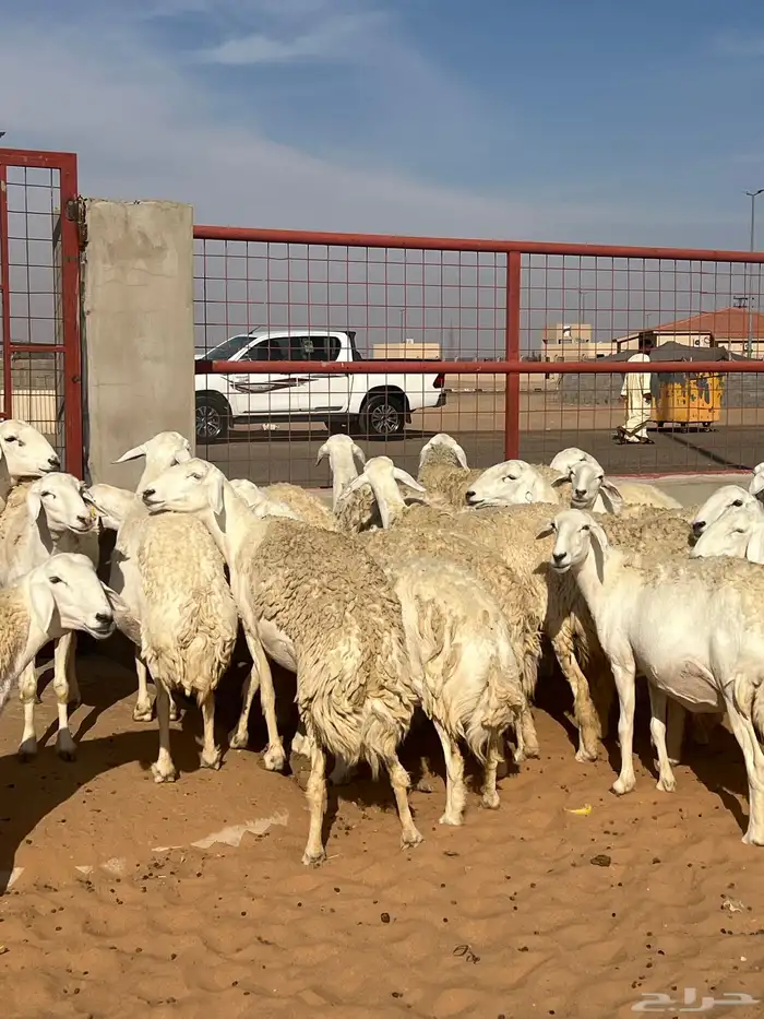 حريات صنف الصنف مراح متعوب عليه 42