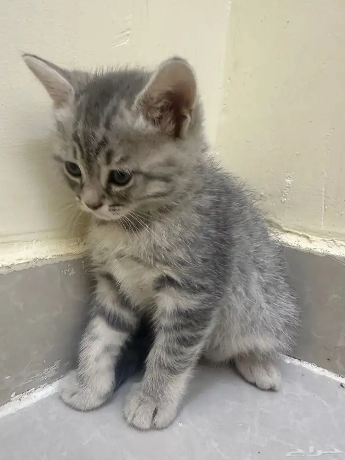 قطط للتبني  كتن 0