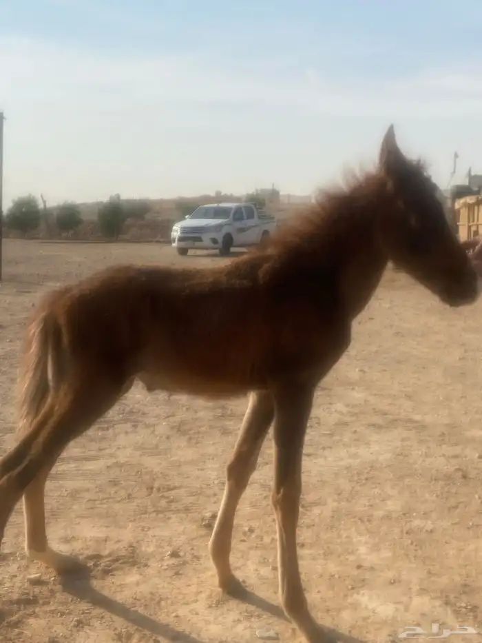 حصان سعبي العمر شهر و3 اسابيع 0