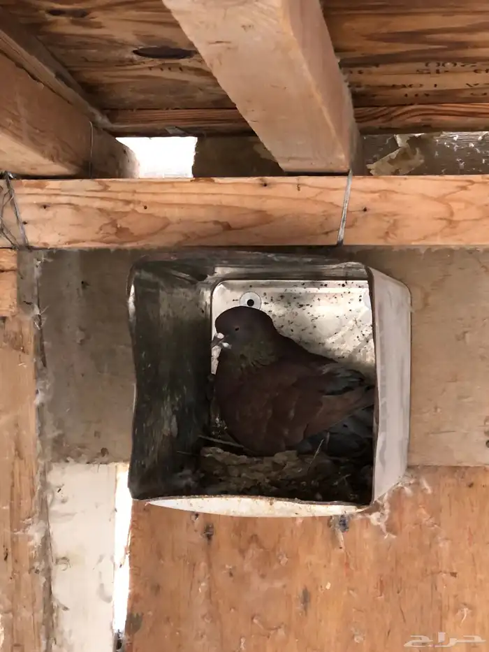 حمام بيع جمله نادر جدا 2