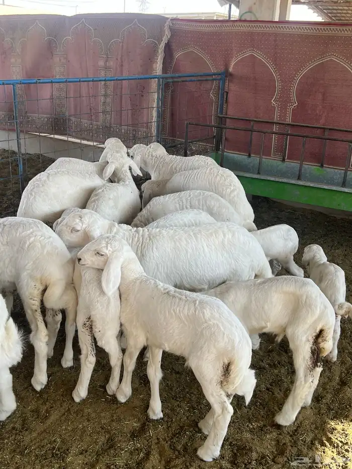 حريات صنف الصنف مراح متعوب عليه 7