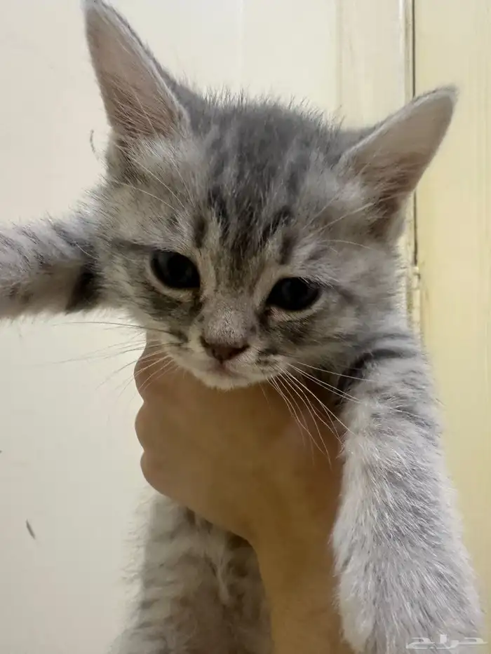 قطط للتبني  كتن 1