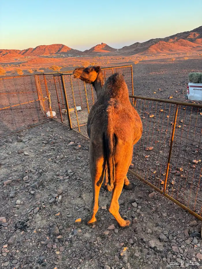 ناقه صفراء ظروبه 1