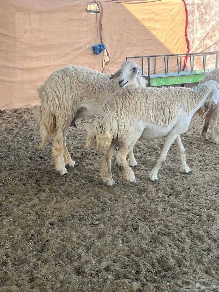 حريات صنف الصنف مراح متعوب عليه 10