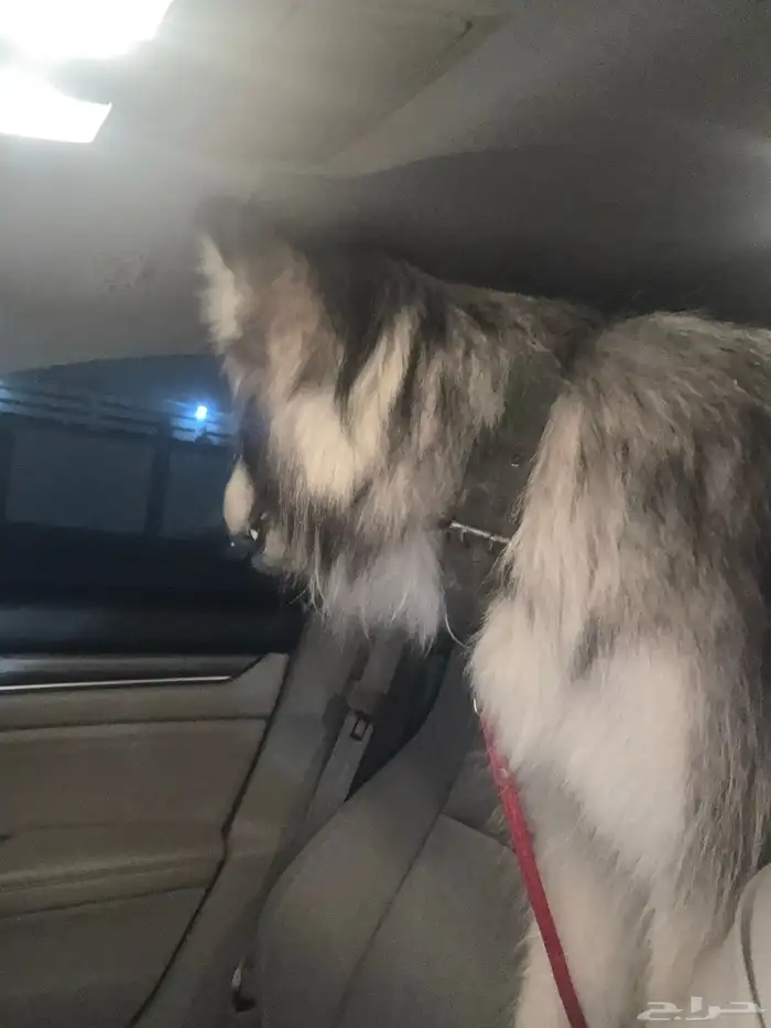 كلب هاسكي للبيع 2000 0