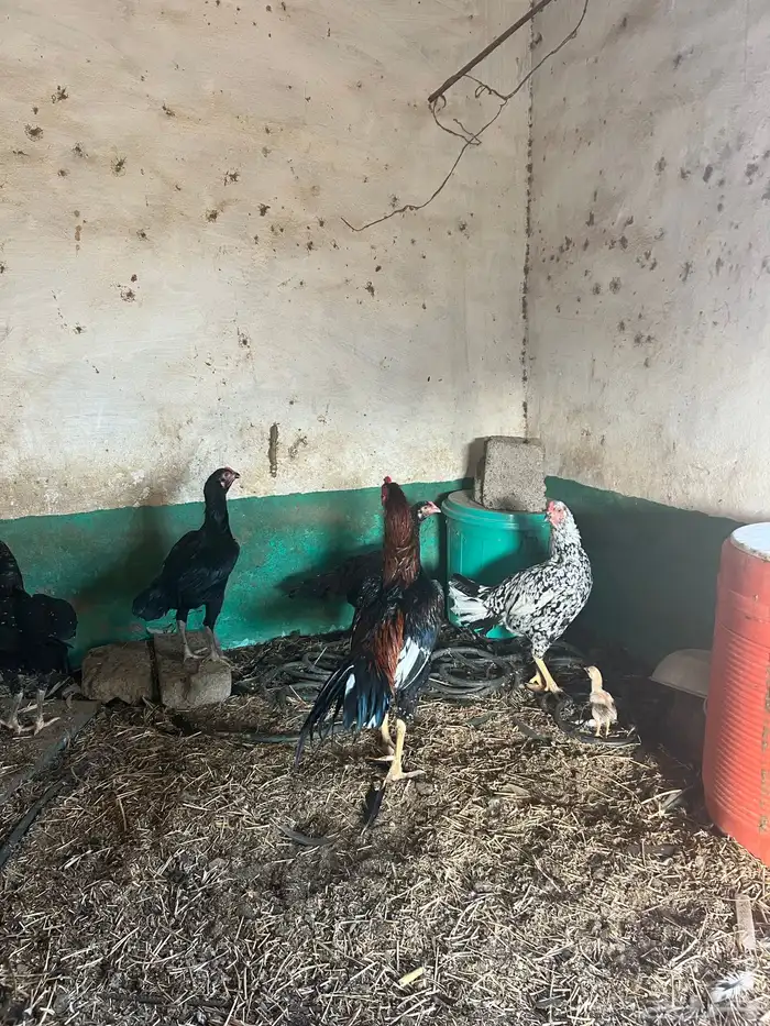 دجاج سندي تب ماشاء الله تبارك الله 5