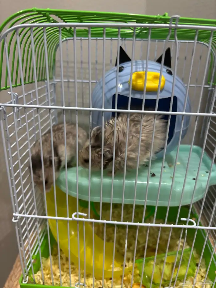 2 هامستر مع قفصهم 0