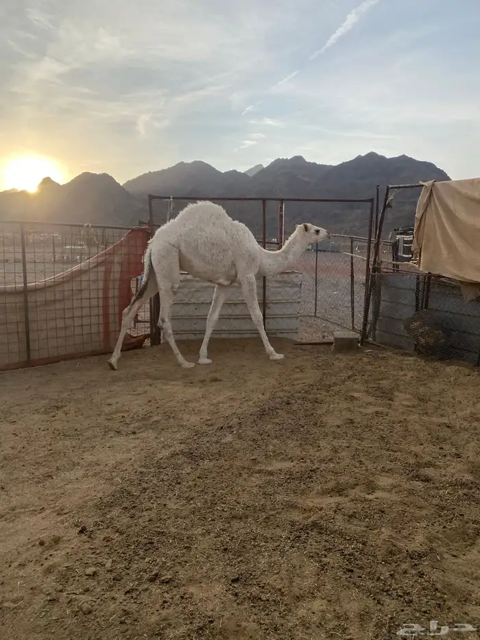 قعود للبيع طيب بالحيل 2