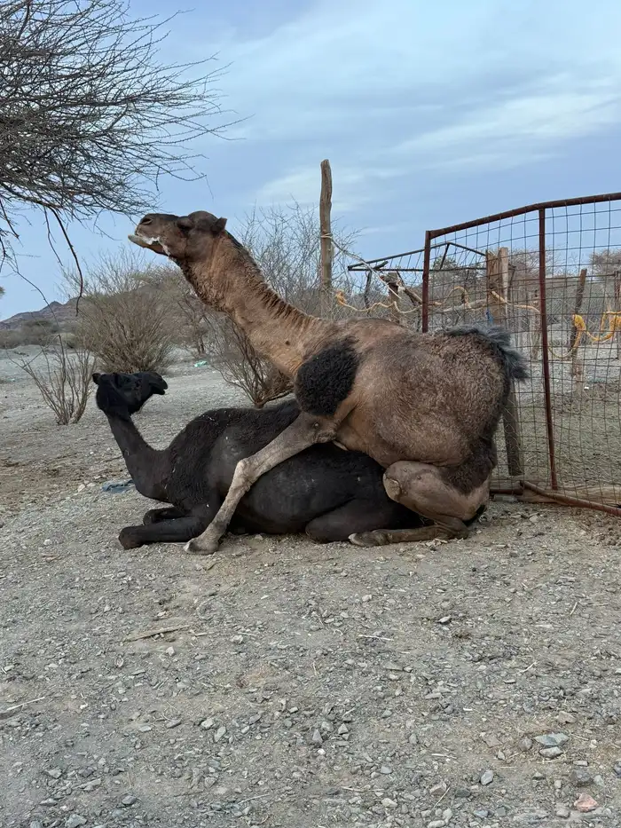 للبيع بعير حمر جرم كايف ضراب وعشار 29