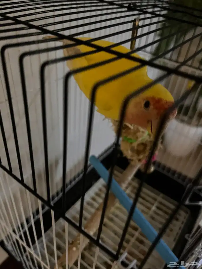 روز ذكر لاتينو تربيه 2