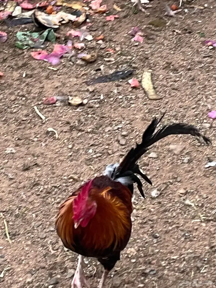 ديوك بلدي وديك رومي 1