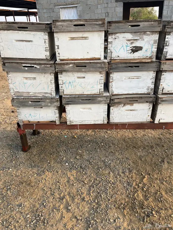 خلايا نحل افرنجي 6