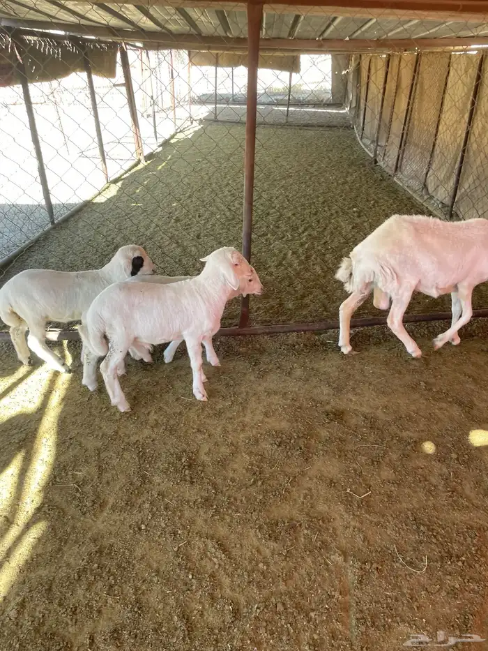 شاه عليها ثلاثة 9