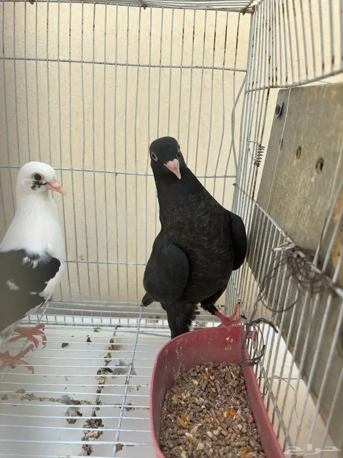 طبات قطايف جاهزه للترسيم 1