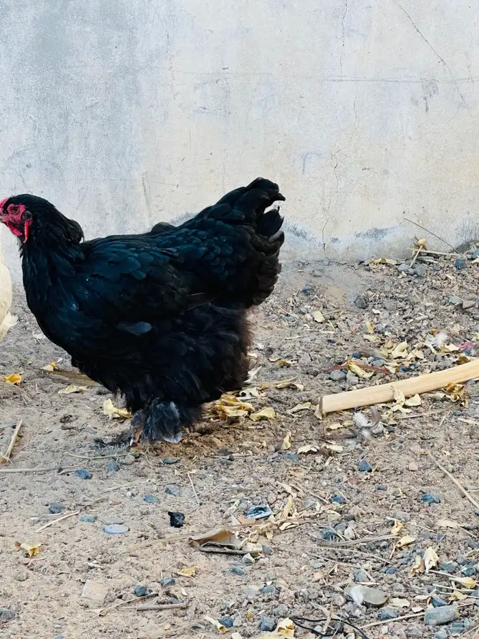 ديك تبيض و دجاجه برهما 5