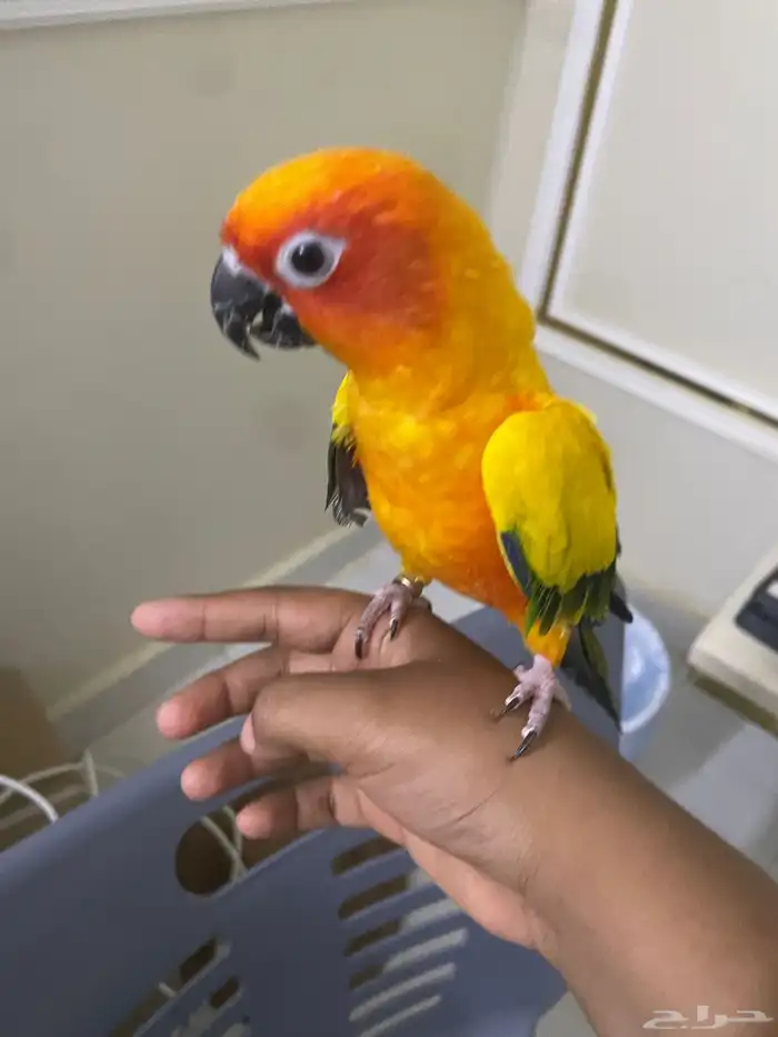 صن كنيور للبيع مع القفص كبير 1