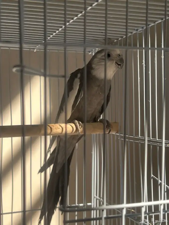 عرض خاص ذكر كروان وايتت فيس فخممم 1