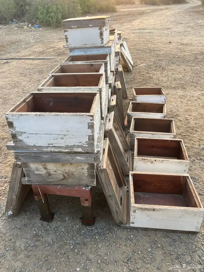 خلايا نحل افرنجي 22