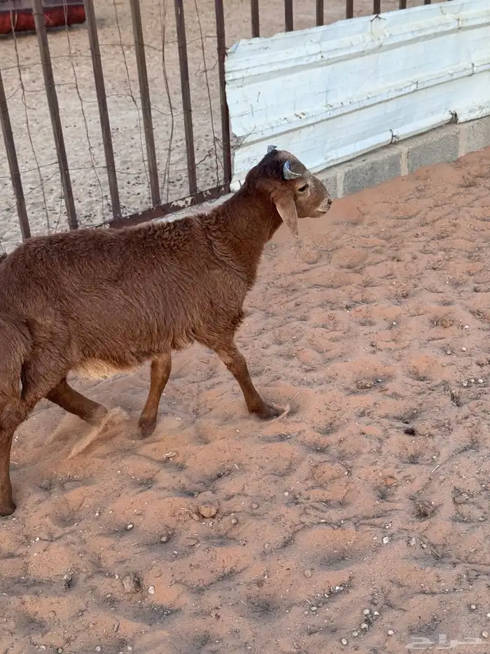 رفيدي خروف 1