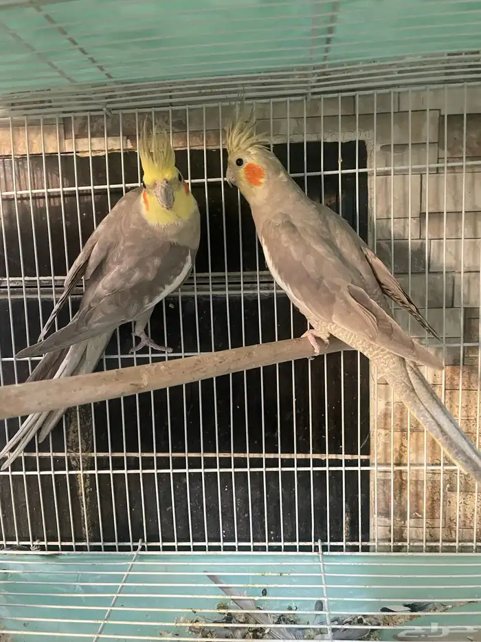 زوج كروان انتاج 0