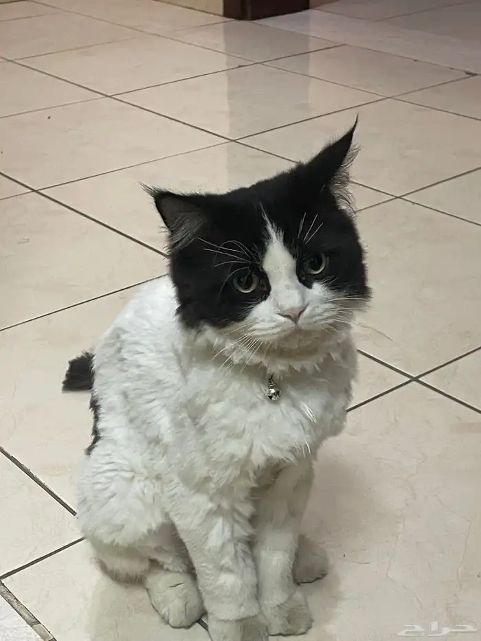 قط ذكر معقم ( للتبني ) 11