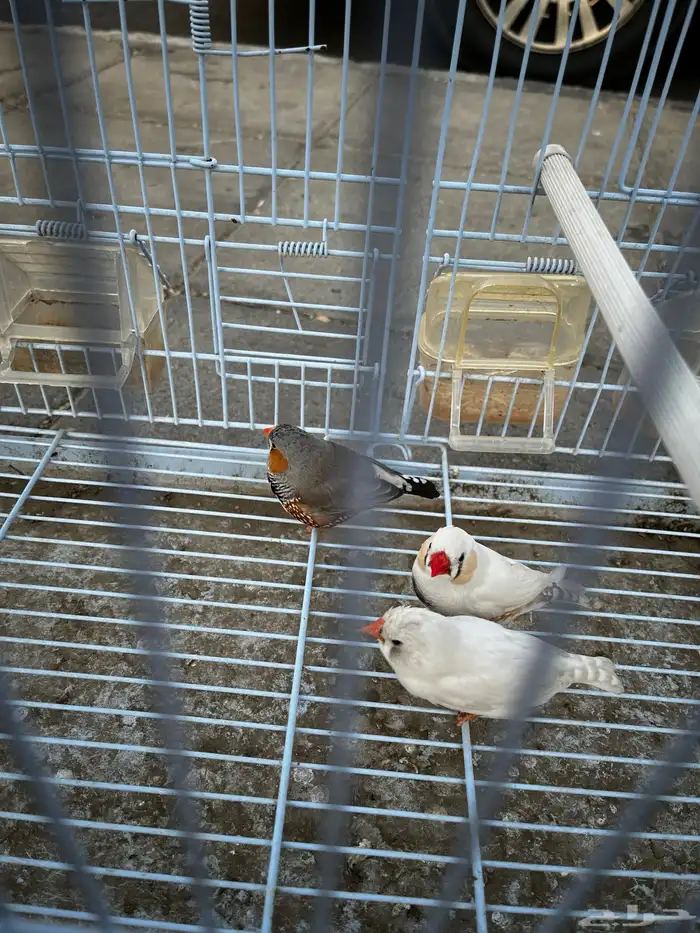 طيرور زيبرا ذكرين 0