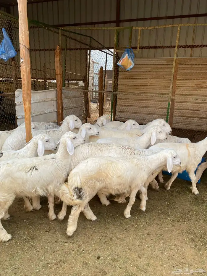 بهم حريات فاخره 4