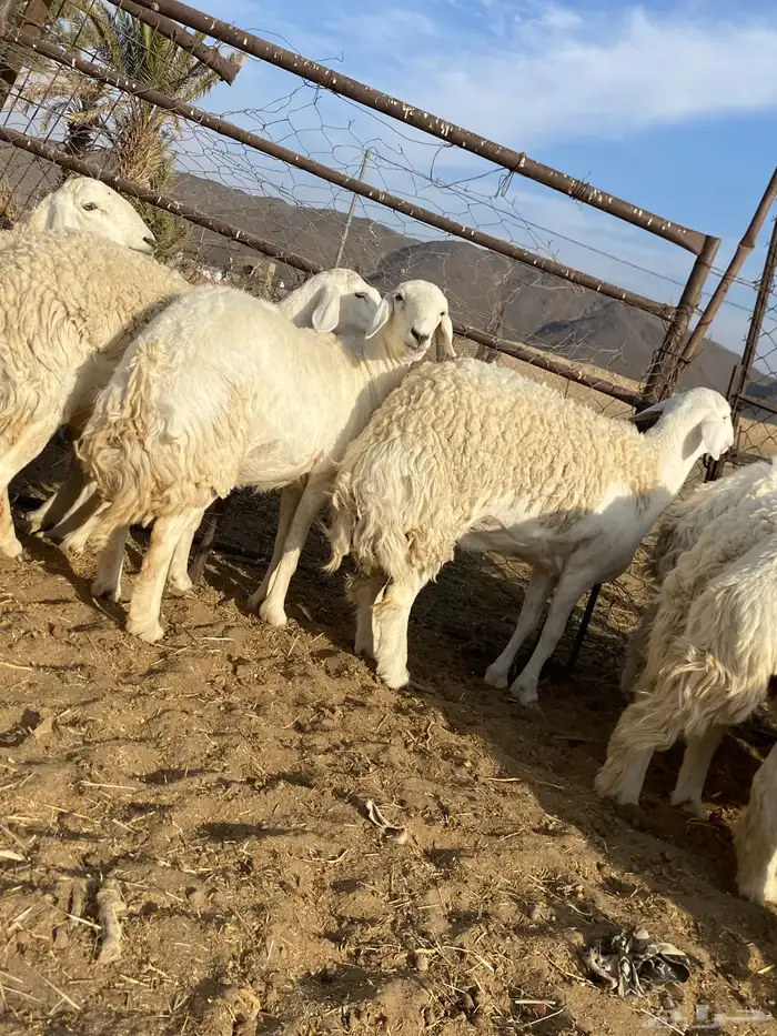 رخال حريات صنف الصنف دفيع 4