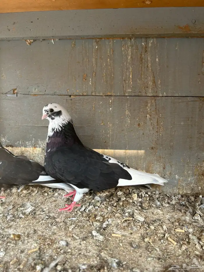 للبيع جوز قطيفي 0