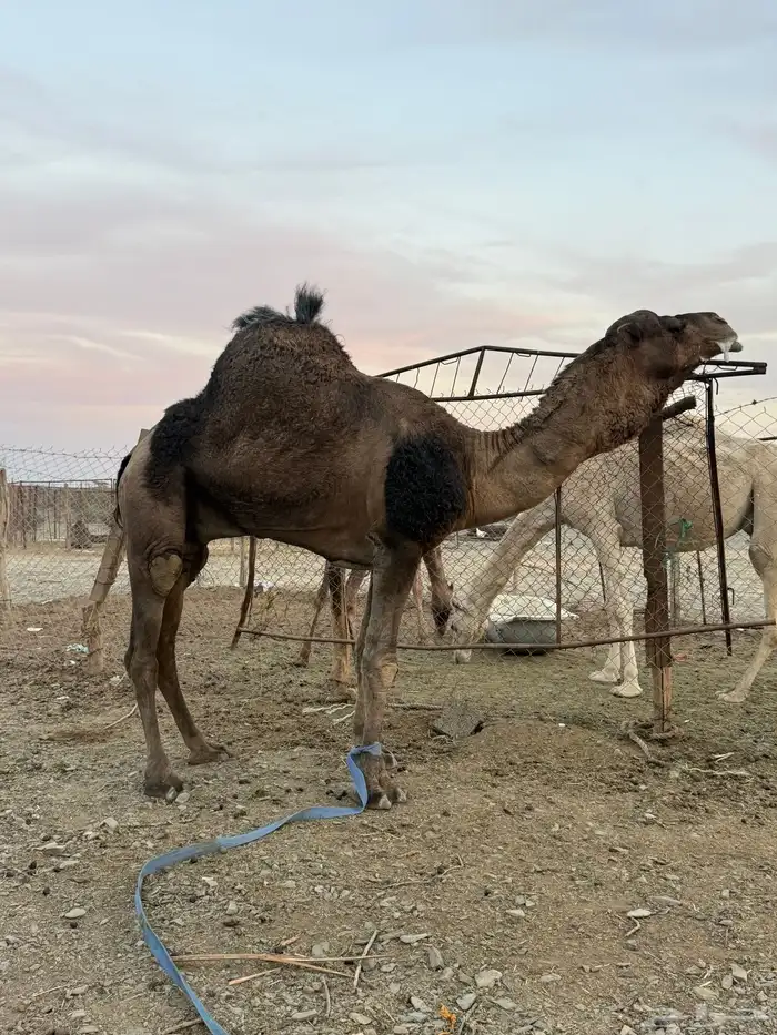 للبيع بعير حمر جرم كايف ضراب وعشار 15