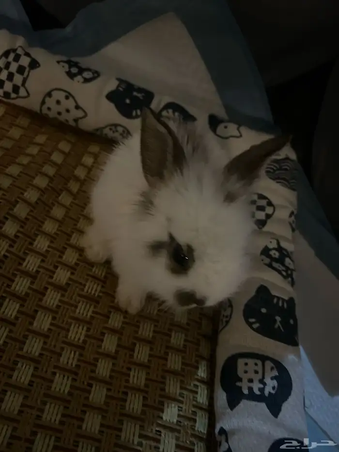 ارنب انقورا صغير عمره شهر معاه مستلزماته 1