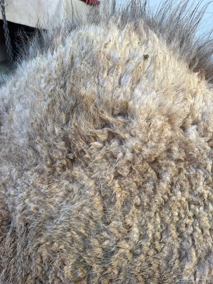 حاشي لباني مسحوب من أمه امس عمره (4)شهور والطعم تحدي 0