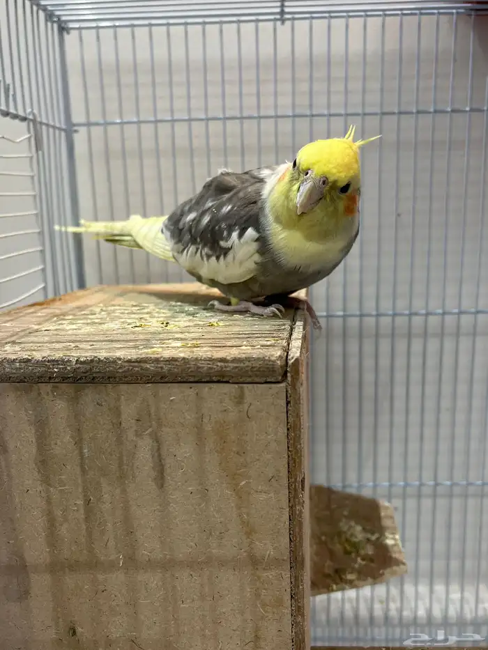 كروان كوكتيل ذكر 0