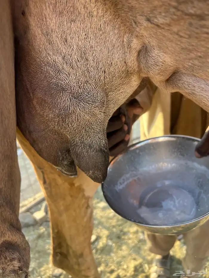 عشرا بكر 13200 تم البيع 3